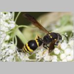 Symmorphus crassicornis - Lehmwespe w01a 13mm - OS-Hellern Waldwiese det.jpg